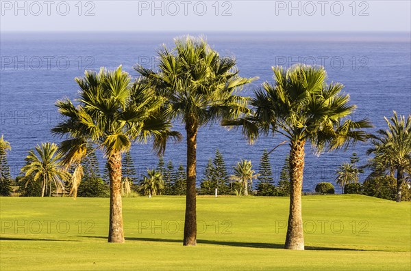 Three palm trees on a golf course