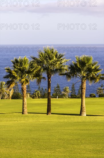 Three palm trees on a golf course