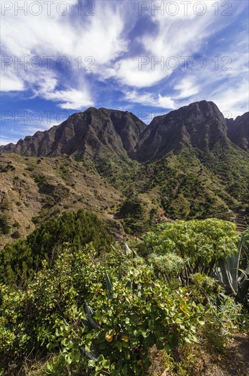 Vegetation of the mountain region