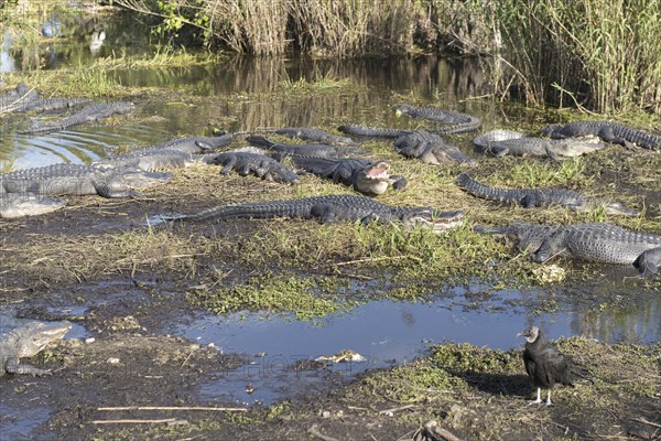 Black Vulture (Coragyps atratus) and basking Mississippi Alligators (Alligator mississippiensis)