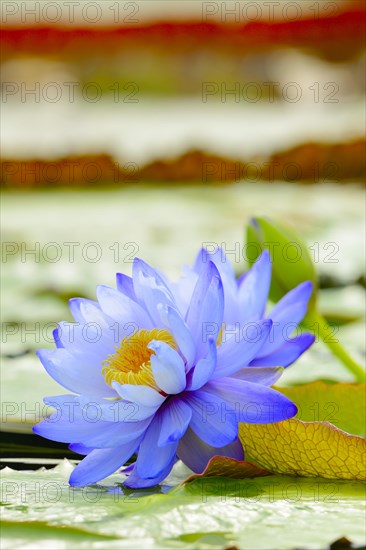 Giant water lilies (Nymphaea gigantea)