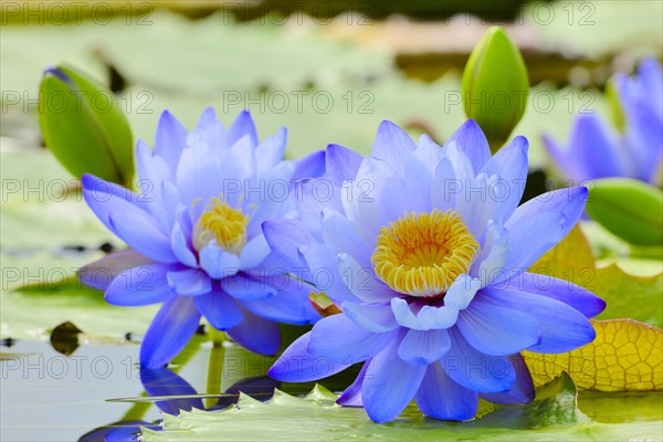 Giant water lilies (Nymphaea gigantea)