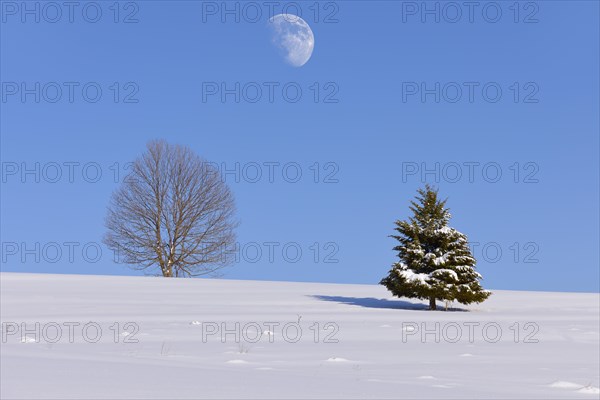 Beech (Fagus sp.) and Fir (Abies sp.) in winter