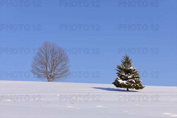 Beech (Fagus sp.) and Fir (Abies sp.) in winter