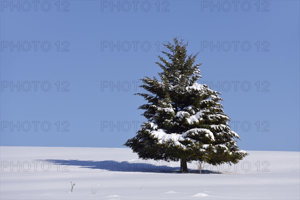 Fir (Abies sp.) in winter