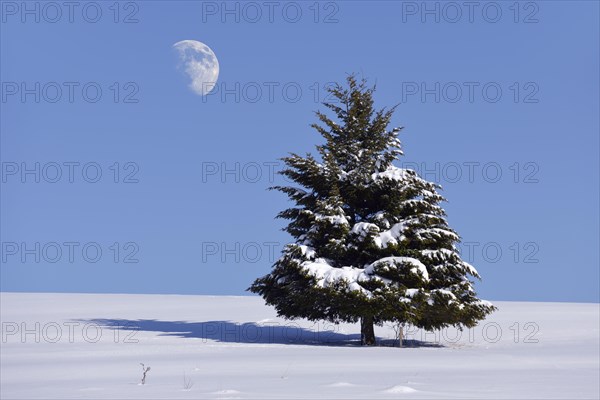 Fir (Abies sp.) in winter