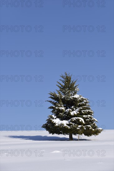 Fir (Abies sp.) in winter