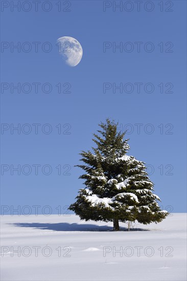 Fir (Abies sp.) in winter