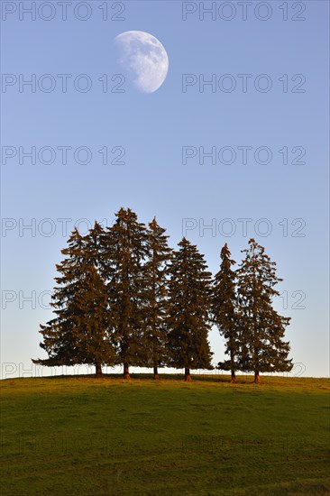 Group of Firs (Abies sp.) with the moon