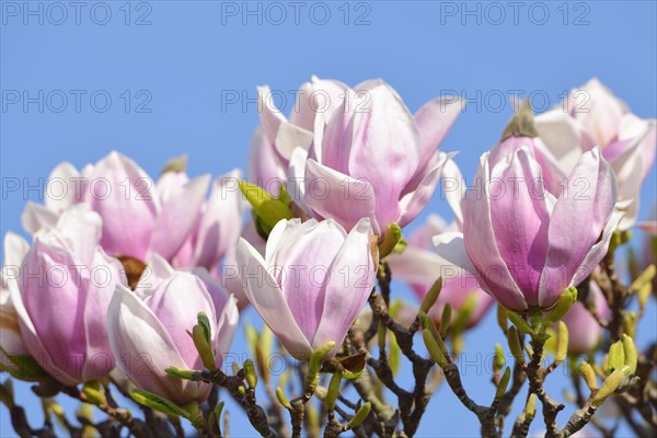 Tulip Magnolia (Magnolia x soulangeana) amabilis cultivar