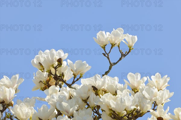 Flowers of the Yulan Magnolia (Magnolia denudata)