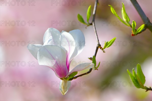 Tulip Magnolia (Magnolia x soulangeana) amabilis cultivar