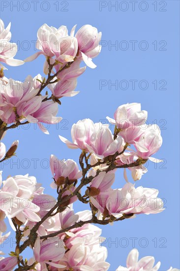 Tulip Magnolia (Magnolia x soulangeana) amabilis cultivar