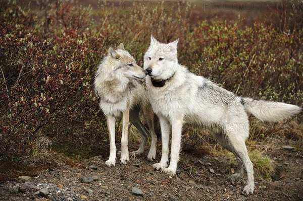 Wolves (Canis lupus)