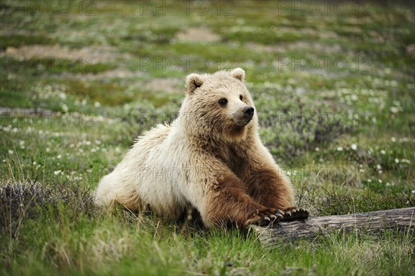 Grizzly Bear (Ursus arctos horribilis) rolling a sawed-off tree trunk through the Arctic tundra