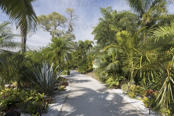 Caribbean Garden