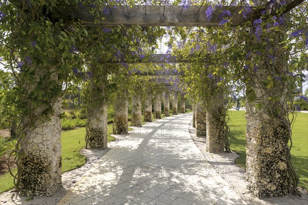 flowering Blooming Purple wreath (Petrea volubilis) on pergola