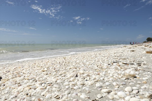 Shells on the beach