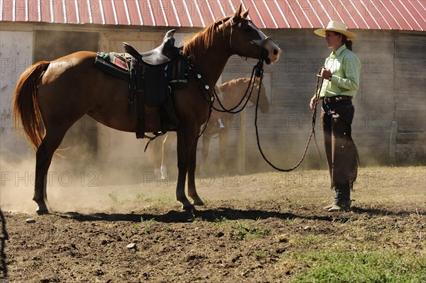 Bucking horse being held on the reins by a cowgirl in a paddock on the prairie