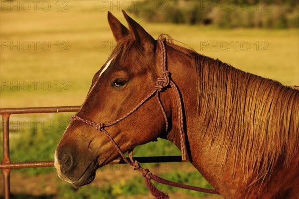 Horse in profile