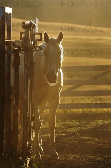 Horse against the light