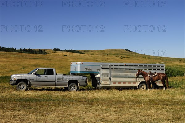 Horse standing tied to a horsebox transporter on the prairie
