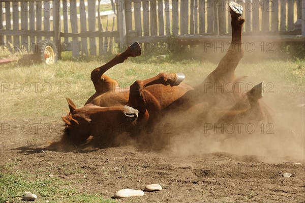 Horse wallowing on the ground in a paddock and whirling up dust in the prairie