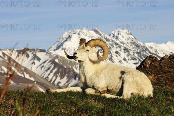 Dall Sheep (Ovis dalli dalli) in the Arctic tundra in front of the Alaska Range