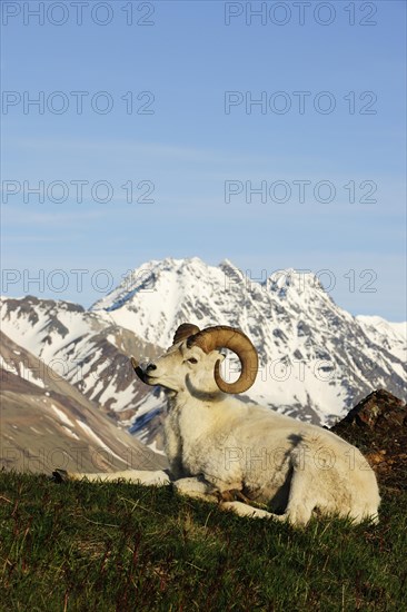 Dall Sheep (Ovis dalli dalli) in the Arctic tundra in front of the Alaska Range