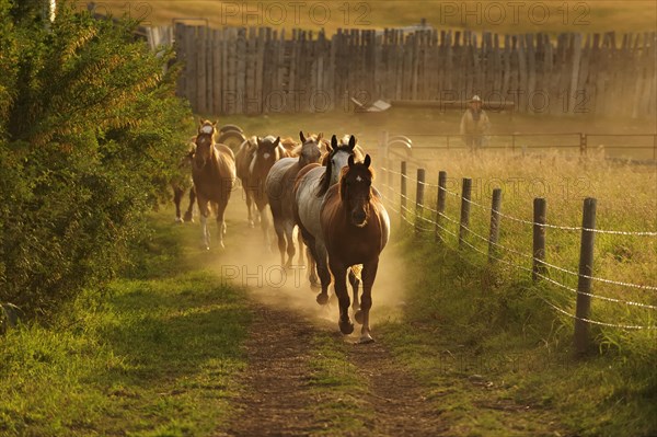 Cowboy horses trotting in the dust along the paddock fence