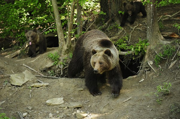 Brown Bears (Ursus arctos)