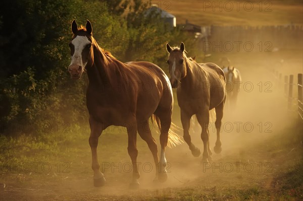 Cowboy horses trotting in the dust along the paddock fence