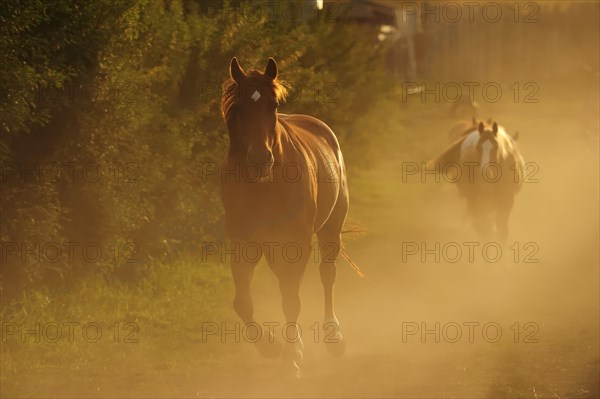 Cowboy horses trotting in the dust along the paddock fence
