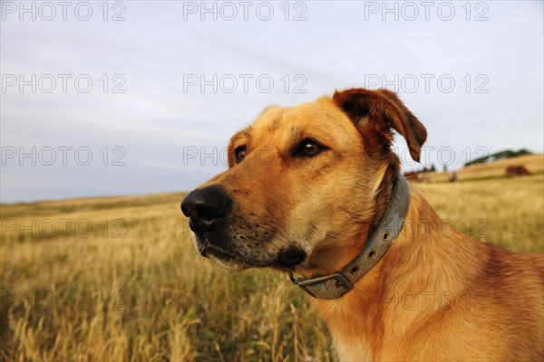 Dog portrait