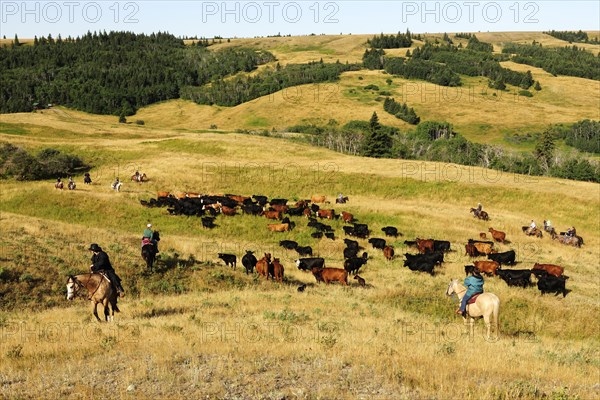 Cowboys and cowgirls driving cattle across the prairie