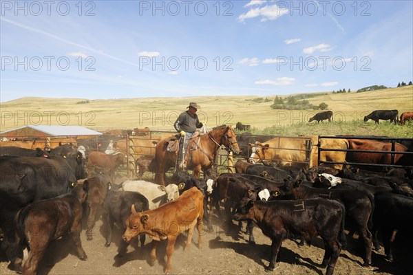 Cowboy on a horse capturing cattle in the paddock with a lasso so that they can be branded