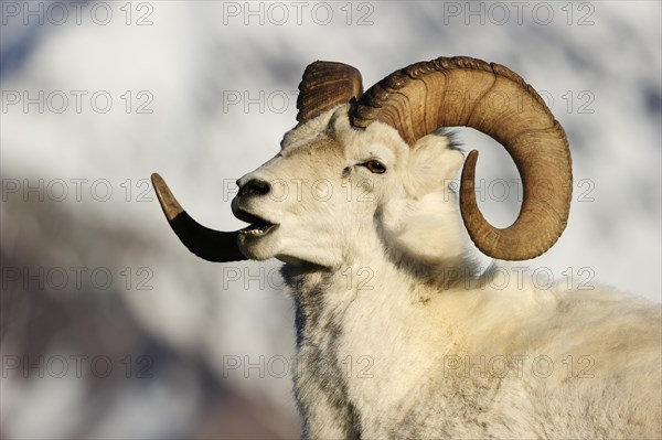 Dall Sheep (Ovis dalli dalli)