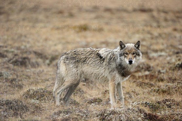 Wolf (Canis lupus) prowling in the rain through the Arctic tundra