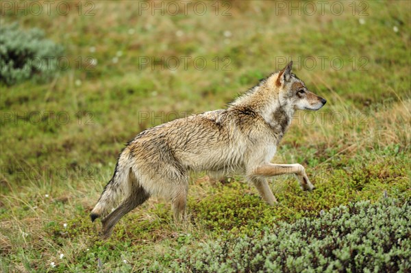 Wolf (Canis lupus) prowling through the Arctic tundra