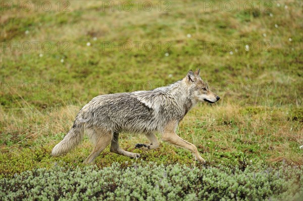 Wolf (Canis lupus) prowling through the Arctic tundra