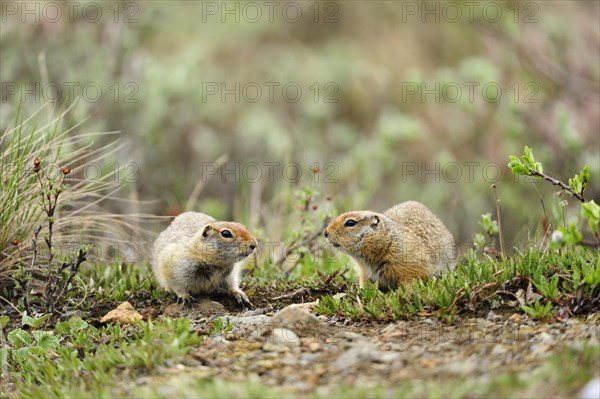 Arctic Ground Squirrels (Spermophilus parryii) foraging for food in the Arctic tundra