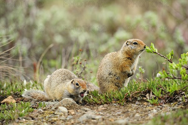 Arctic Ground Squirrels (Spermophilus parryii) foraging for food in the Arctic tundra