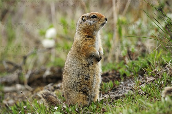 Arctic Ground Squirrel (Spermophilus parryii) foraging for food in the Arctic tundra