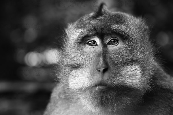 Crab-eating Macaque (Macaca fascicularis)