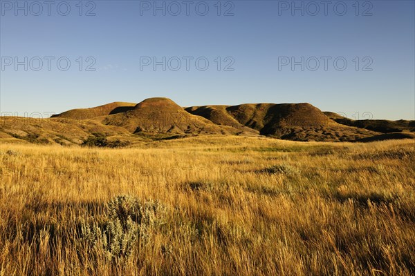 Prairie landscape in the evening light