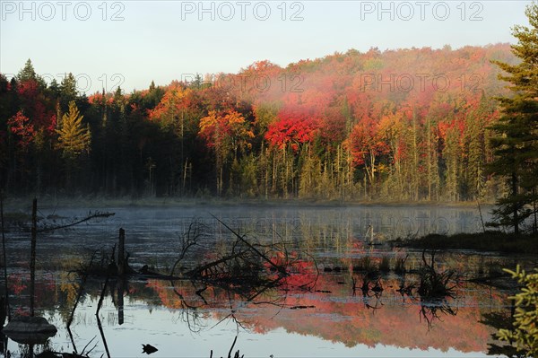 Early morning mist rising from a small pond above a colourful autumnal forest