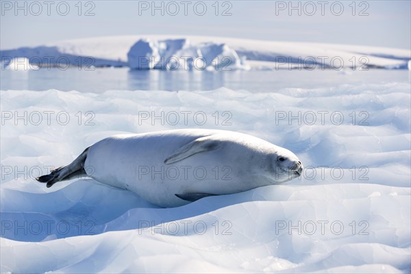 Leopard Seal (Hydrurga leptonyx) lying on an ice floe