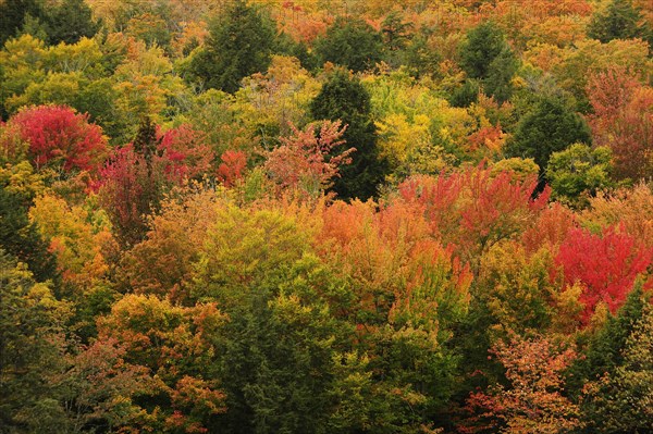 Deciduous forest in autumn colours