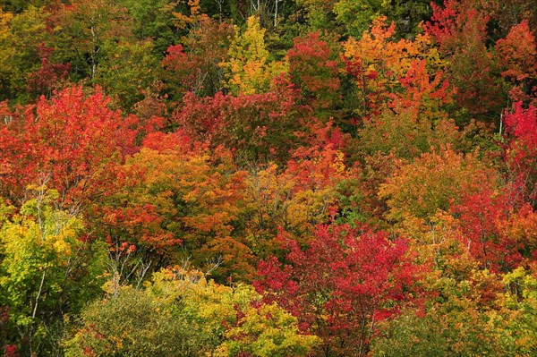 Deciduous forest in autumn colours