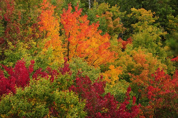 Deciduous forest in autumn colours